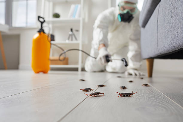 Post-Treatment Bed Bug Interceptor Monitoring in Cortez